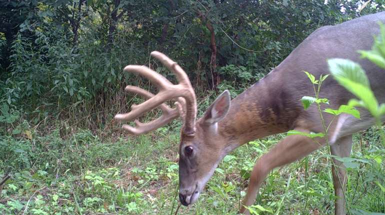 Buck In Velvet Lede