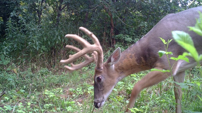 Tips for the Deer Season Opener | An Official Journal Of The NRA