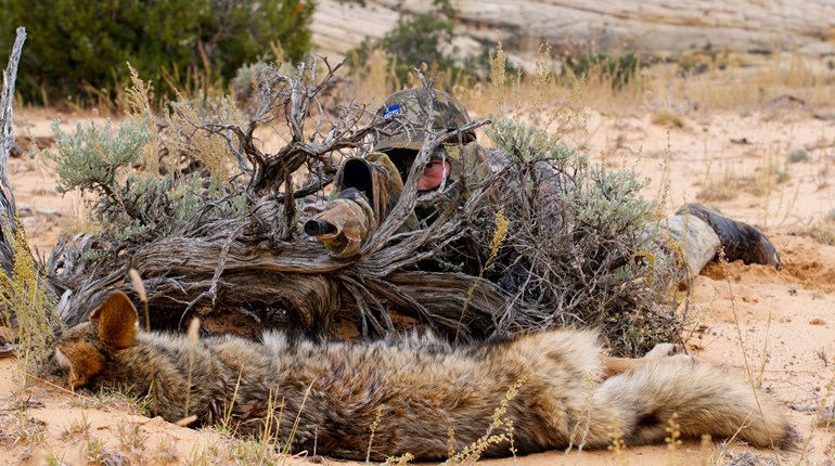 Tips and Tactics for Predator Hunting the Desert Southwest | An Official Journal Of The NRA