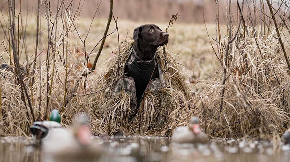 alpsalphadogblind_lead.jpg