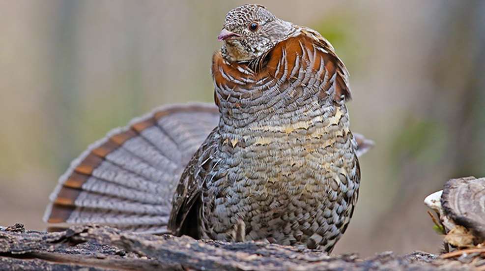 ruffed_grouse_not_gentle_f.jpg