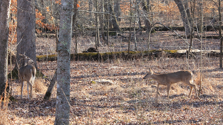 Whitetail Does Walking in Woods