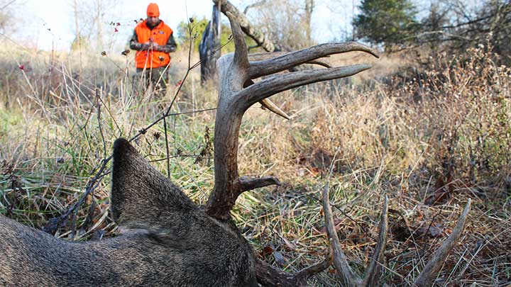 Hunter walking up to whitetail buck he shot