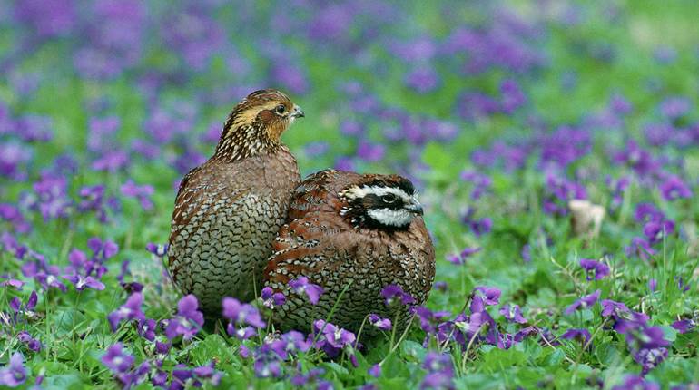 Grassland Conservation Funds Available in Ohio | An Official Journal Of The NRA