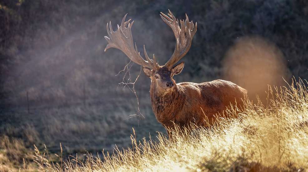 Stag 7