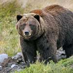 Grizzly Bear BBNCV 2017