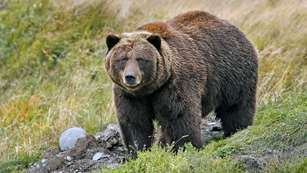 Grizzly Bear BBNCV 2017
