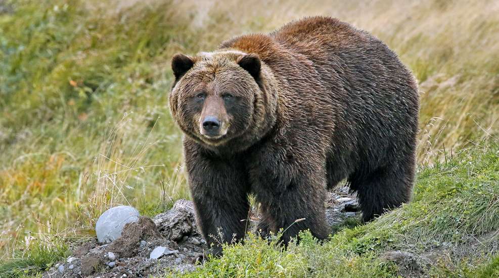 Grizzly Bear BBNCV 2017