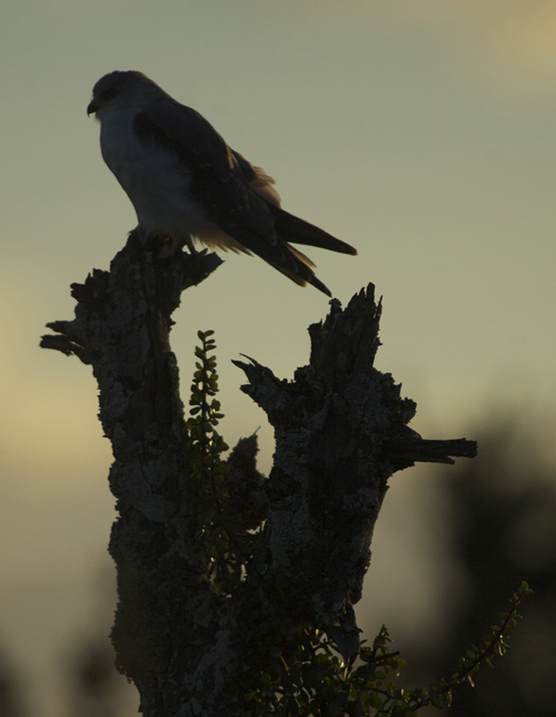 Hawk Perch