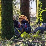 Turkey Tips: Unlock the West | An Official Journal Of The NRA