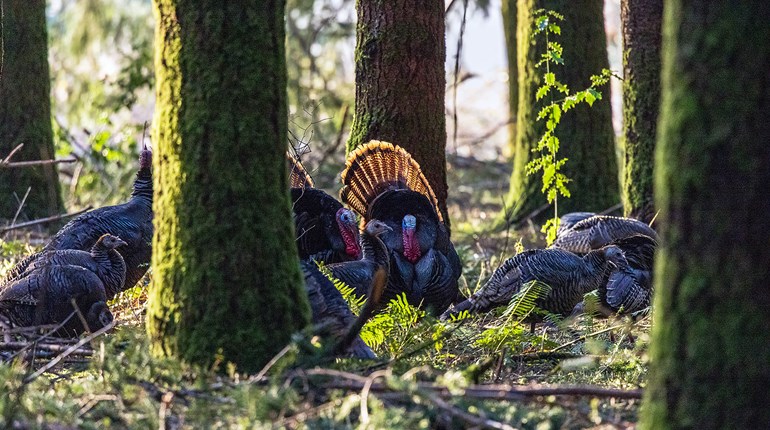 Turkey Tips: Unlock the West | An Official Journal Of The NRA