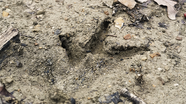 Turkey track in muddy ground