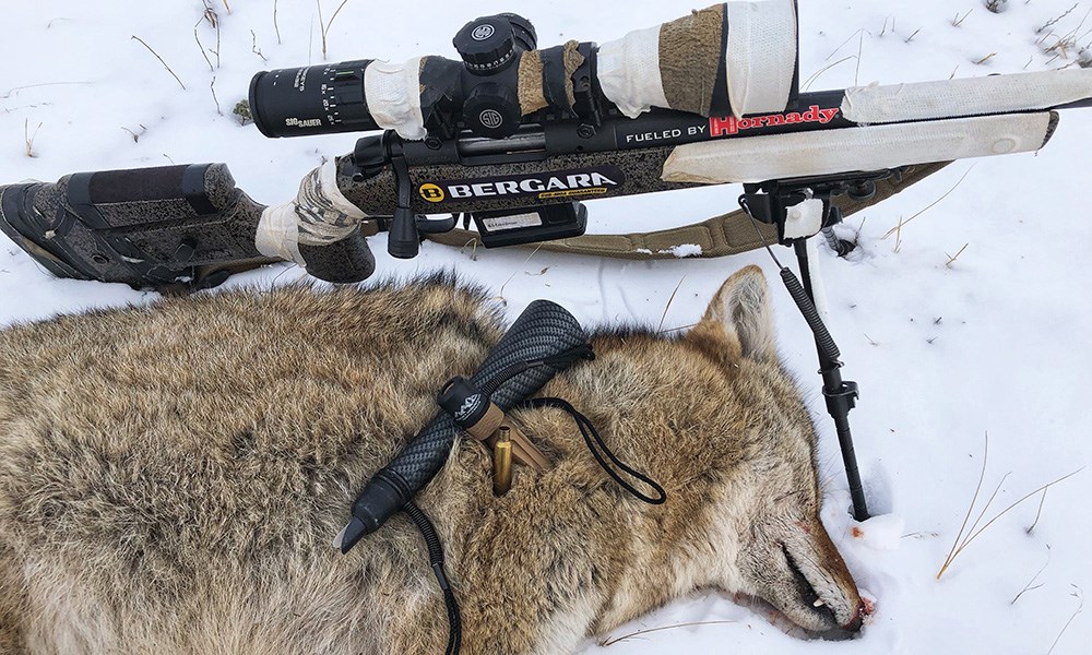 Coyote laying next to Bergara hunting rifle.