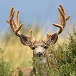 Early Season Mule Deer Hunting Tips Lead