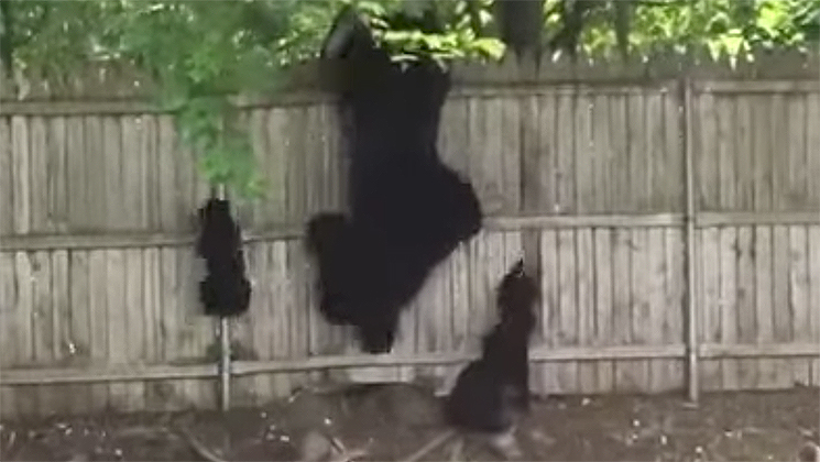 bear_escape_fence_f.jpg