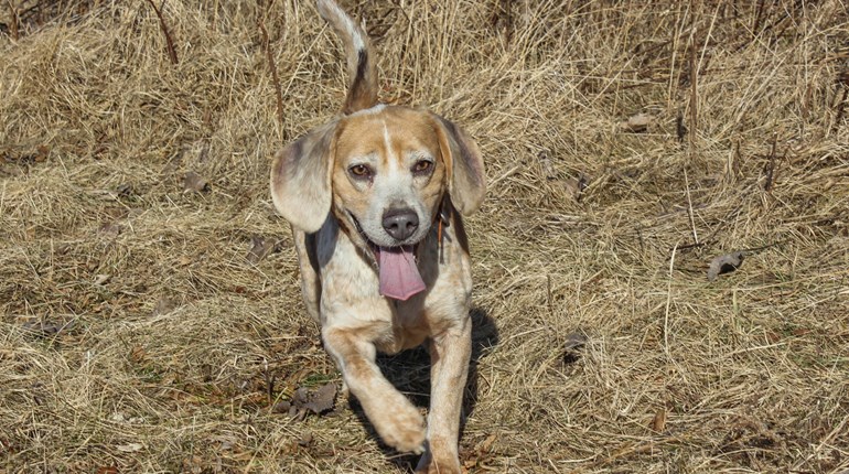 6 Things to Consider Before Buying a Hunting Dog | An Official Journal Of The NRA