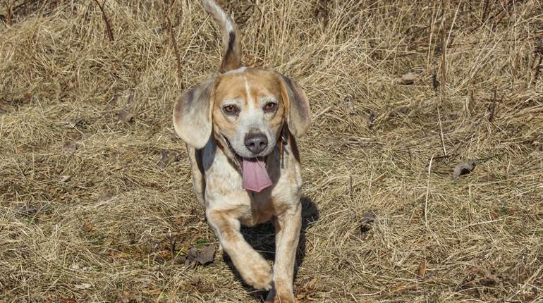 6 Things to Consider Before Buying a Hunting Dog | An Official Journal Of The NRA