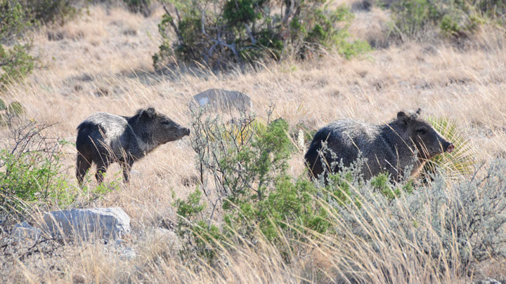 Javelina grazing in brushlands