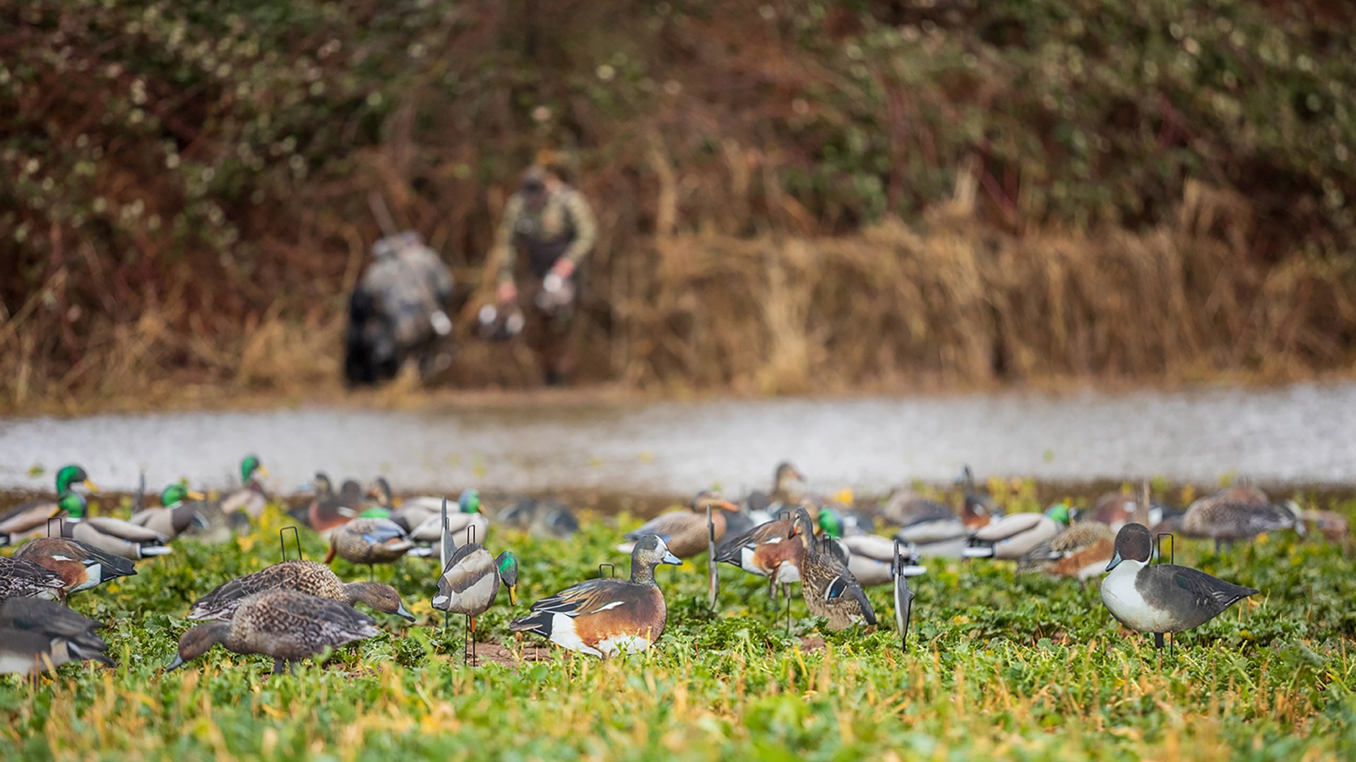 Small Decoy spread