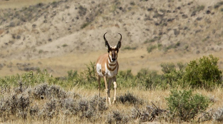 Misconceptions That Can Tank Your Pronghorn Hunt | An Official Journal Of The NRA