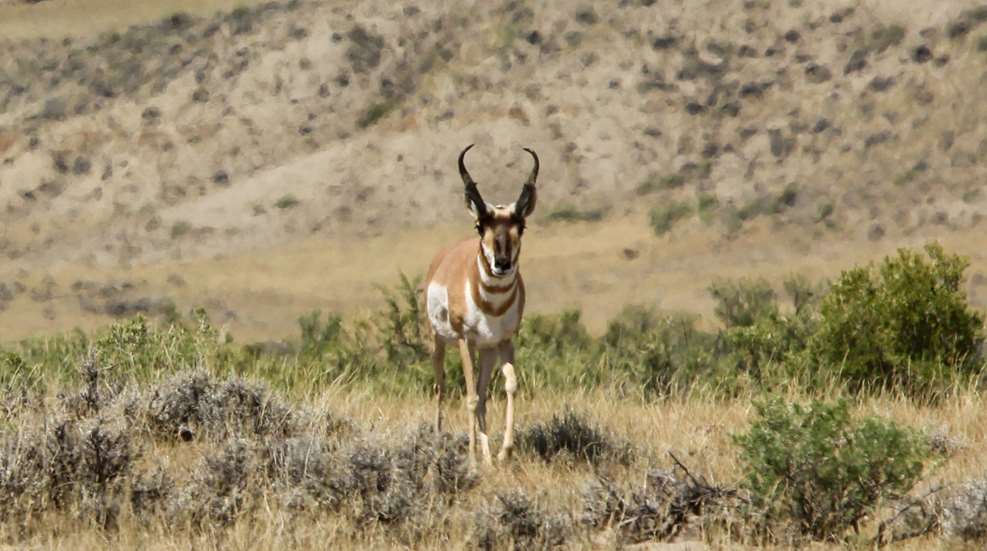 KH Misconceptions That Can Tank Your Pronghorn Hunt Lead