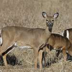 michiganwhitetail_lead.jpg