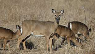 michiganwhitetail_lead.jpg