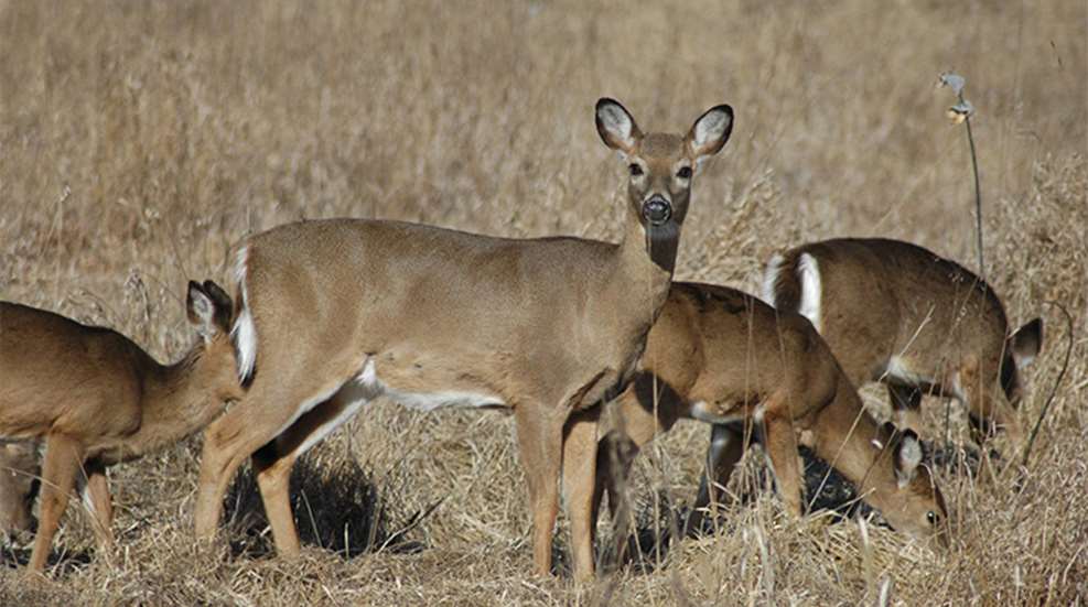 michiganwhitetail_lead.jpg