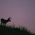 Ohio And Arkansas Deer Harvest Up Significantly A
