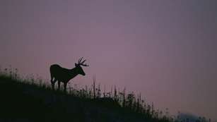 Ohio And Arkansas Deer Harvest Up Significantly A