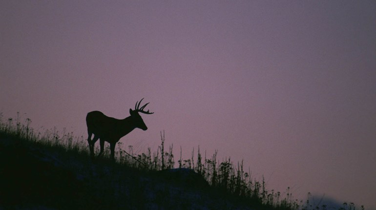 Ohio and Arkansas Deer Harvest Up Significantly | An Official Journal Of The NRA
