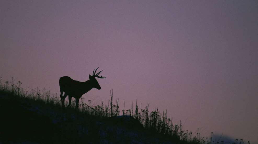Ohio And Arkansas Deer Harvest Up Significantly A