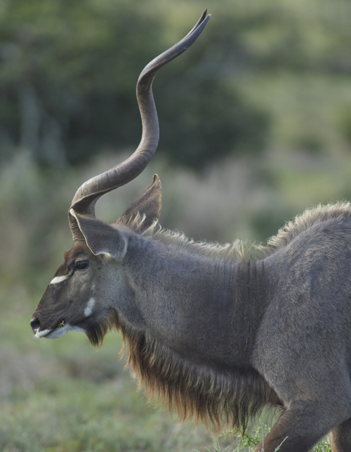 Kudu