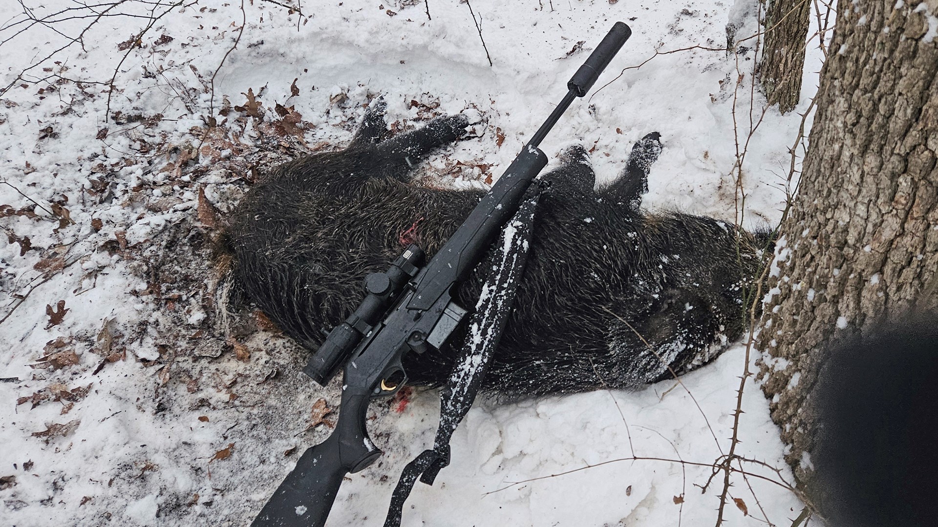 Hog in snow