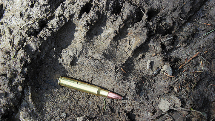 Ammunition in Bear Track to Show Large Size