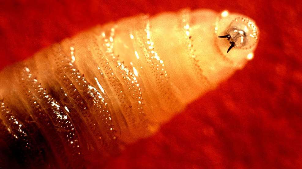 Screwworm Larva LEDE