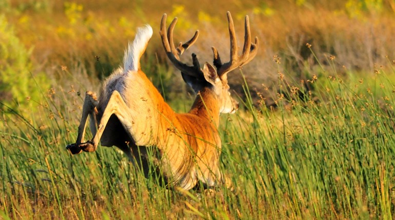 Studies Show Negative Effect of Talking While Hunting | An Official Journal Of The NRA