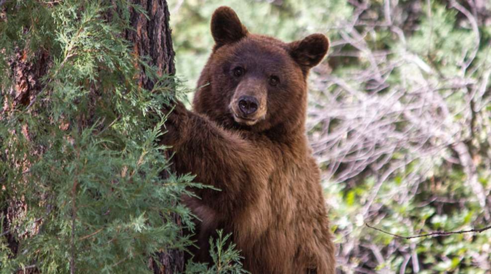 spring_bear_f.jpg