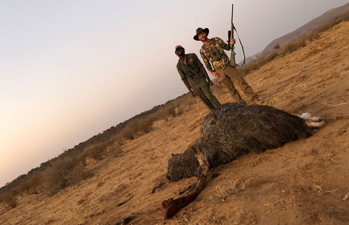 Hunters stand behind a slain ostrich.