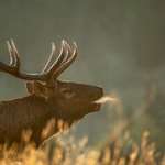 Elk Bynum 8381 3