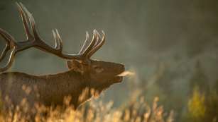 Elk Bynum 8381 3