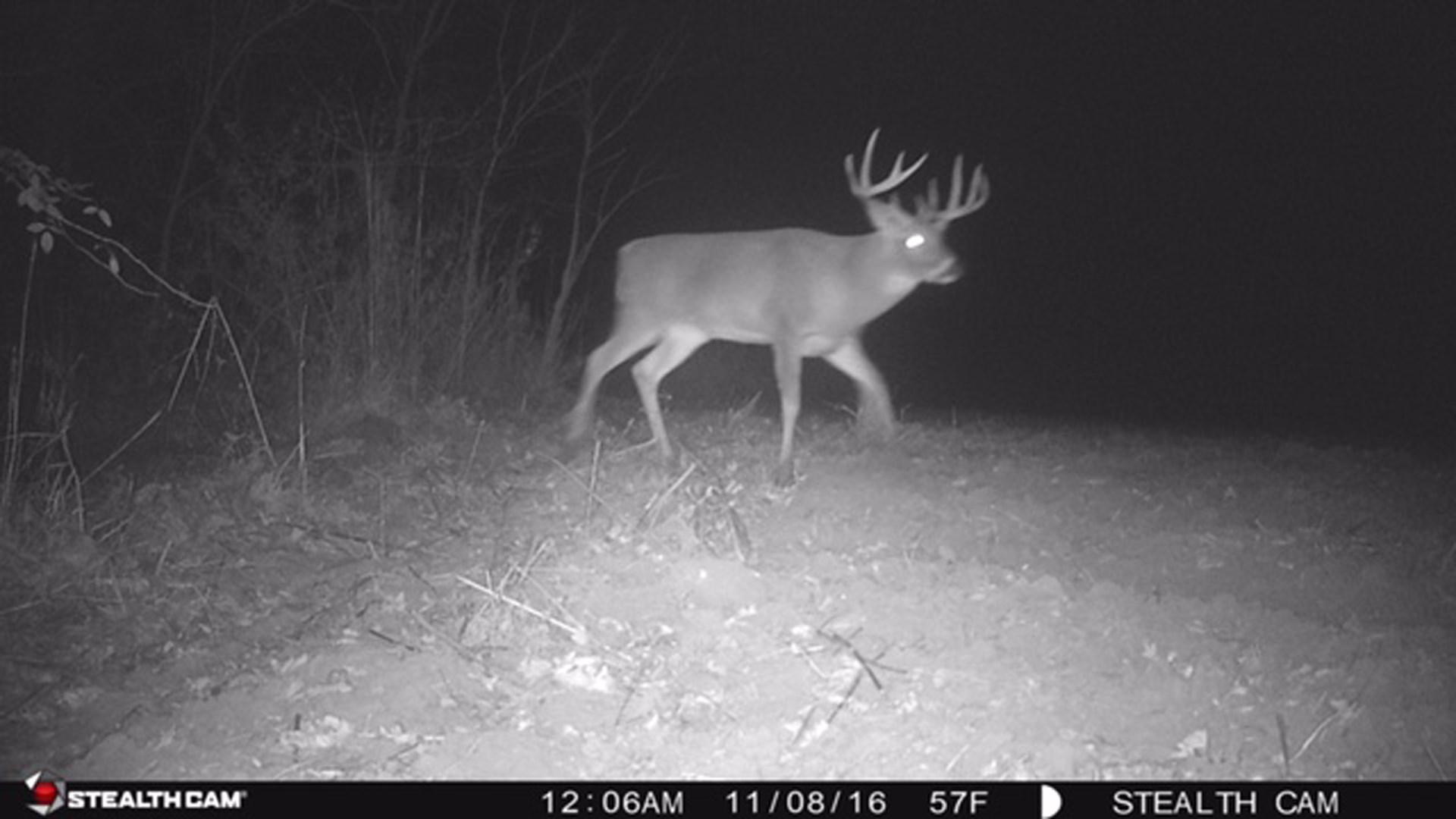 Peak of the rut