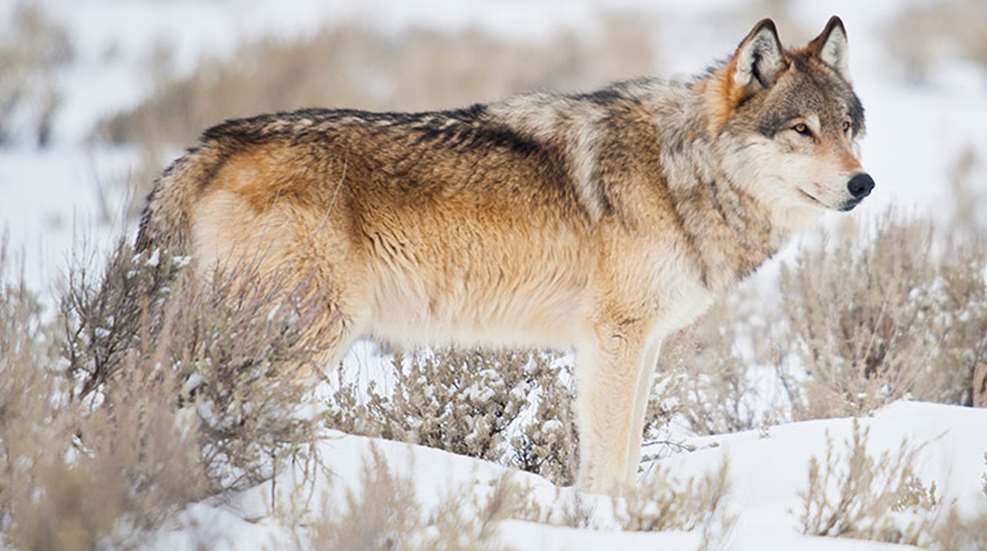 wolves_canines_f.jpg