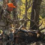 RE327, Mark Kayser With A Mature Bull Shot In Steep, Rugged Country Escaping Hunters, Copyright Mark Kayser